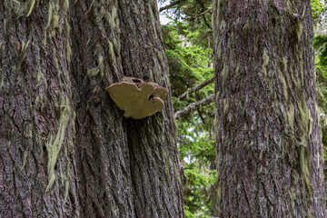 A close view of unique fungal growth attached to the bark of a tree, illustrating nature's...