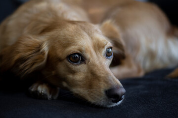 Closeup portrait of a yellow dog