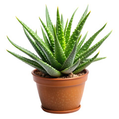 Aloe vera on pot