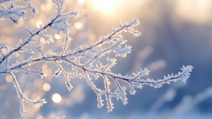Obraz premium Delicate frost clings to tree branches, twinkling like tiny diamonds in the warm winter glow.