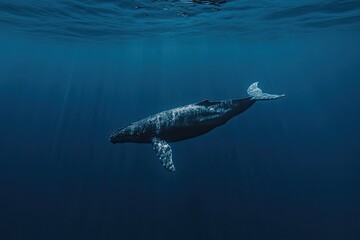 Fototapeta premium Majestic whale glides through serene, deep blue waters, illumina