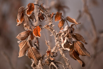 Liście pokryte szronem, zimowy krajobraz. © mycatherina