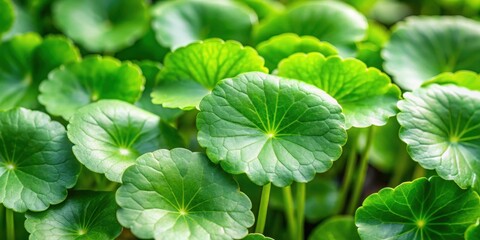Fresh green leaves of Centella asiatica (CICA) plant with intricate veins and a compact growth habit, ideal for use in herbal medicine or cosmetic products , plant detail, nature