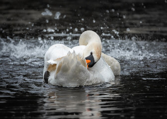 An adult mute swan (Cygnus olor) cleans its plumage while swimming in the water near a fountain