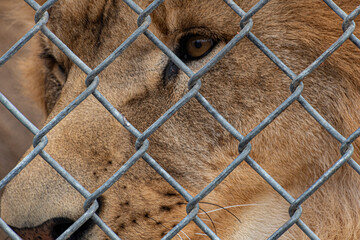A lion's powerful gaze is captured through a chain-link fence, symbolizing the tension between...
