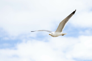 A seagull in flight with a partially clouded sky 
