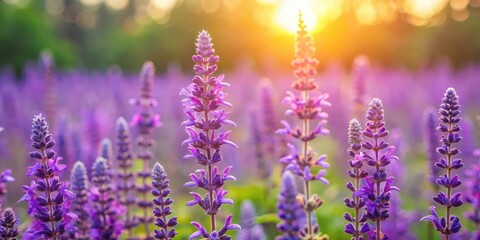 Obraz premium Aromatic Purple Sage Bloom in Meadow Landscape , garden, flowering plant, garden, flowering plant