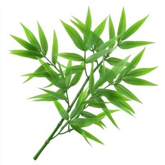 Obraz premium Bright Green Bamboo Leaves Branch Isolated on White Background