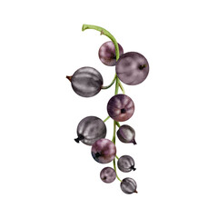 Currant gooseberry bunch branch cluster, ripe garden berry casseille juneberry jostaberry, watercolor hand drawn. Isolated botanical illustration. Home preserves, cookbook, organic food grocery store