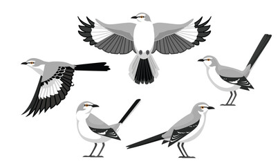 Bird Mockingbird Various Poses Cartoon Vector Character © bullet_chained