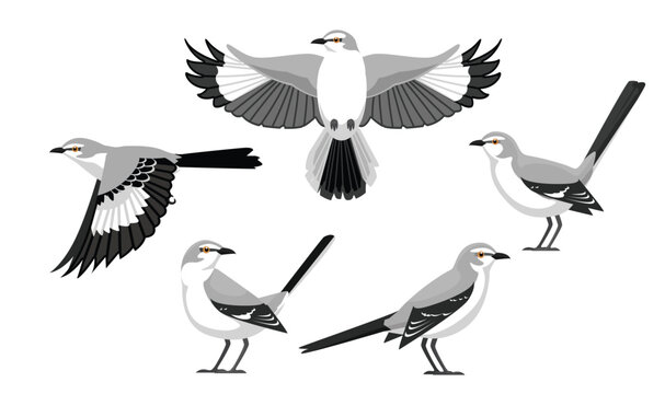 Bird Mockingbird Various Poses Cartoon Vector Character