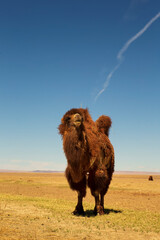 Capture the essence of Mongolia's vast steppe with this stunning image of two rare Bactrian camels...