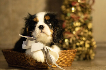cavalier king charles spaniel