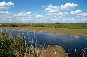 marais; region Pays de Loire; marais Breton; 85, Vendée, Loire Atlantique, France