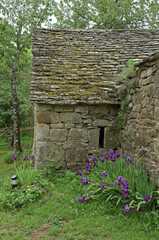 Iris pallida, Iris de Florence, Borie , 'Aveyron, 12, France