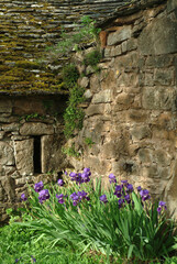 Iris pallida, Iris de Florence, Borie , 'Aveyron, 12, France