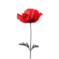 Redcurrant Rapture isolated on transparent png background