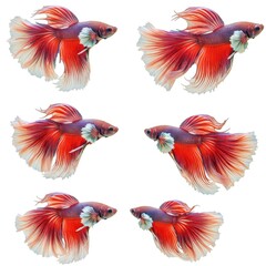 Obraz premium Stunning Collection of Red and White Betta Fish Photographs Showcasing Vibrant Colors and Elegant Fins in Aquatic Design