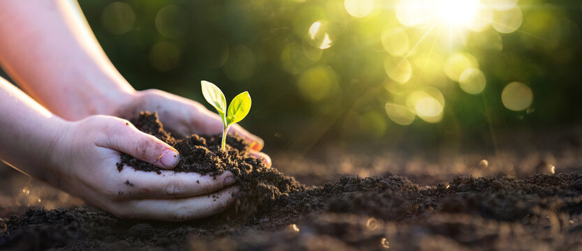 Child protects green plant. Preservation and care of nature