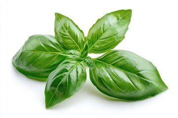 Obraz premium A basil sprig with bright green aromatic leaves, isolated
