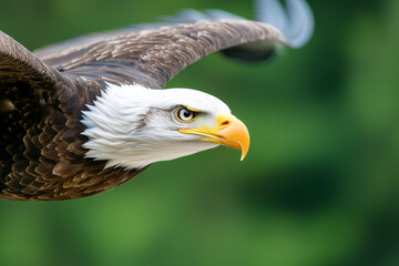 Obraz premium A majestic bald eagle soaring gracefully through a lush green landscape.
