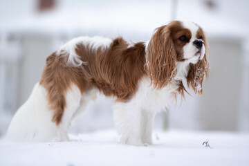 cavalier king charles spaniel