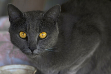 beautiful gray cat. close-up of the head of a gray cat with big yellow eyes. Chartres the cat looks directly into the camera with large yellow golden eyes. domestic animal. blue cat