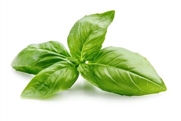 Fototapeta premium A basil sprig with bright green aromatic leaves, isolated