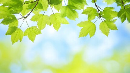 Fototapeta premium Bright Green Leaves Against a Blue Sky