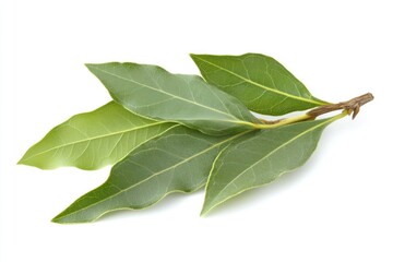 Obraz premium A bay leaf branch with fresh, aromatic leaves, isolated