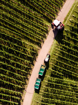 Aerial view grape harvester and bins among rows of green grapevines on sunny vineyard road
