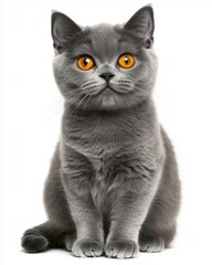 Obraz premium A cute gray British Shorthair cat with bright orange eyes sitting against a white background.