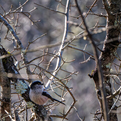 fluffy long tailed tit perched on lichen-covered branch in a bare tree