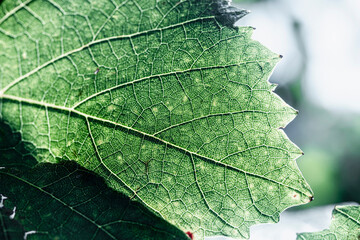Extreme close up sunlight illuminating veins of green grape leaf
