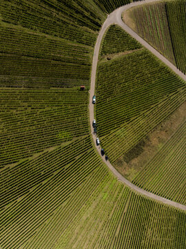 Aerial view of fanning green rows of vineyard grapevines with vehicles along a curved road
