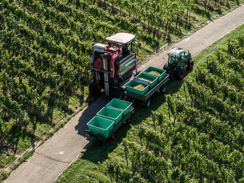 Aerial view of grape harvester machinery and bins on road among rows of grapevines in sunny vineyard
