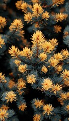 Golden Tips on Blue Spruce Branches A Close-Up Nature Background for Design, Texture, or Pattern.