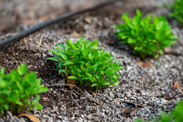 Close up fresh growing green coriander (cilantro) leaves in vegetable plot