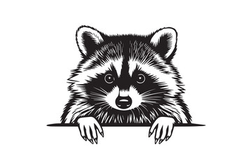 Peeking Raccoon Illustration in Black and White vector