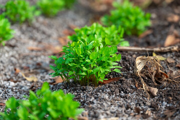 Close up fresh growing green coriander (cilantro) leaves in vegetable plot