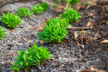 Close up fresh growing green coriander (cilantro) leaves in vegetable plot