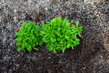 Close up fresh growing green coriander (cilantro) leaves in vegetable plot