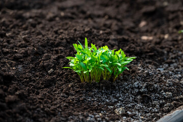 Close up fresh growing green coriander (cilantro) leaves in vegetable plot