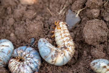 White chafer grub against the background of the soil. Larva of the May beetle. Agricultural pest