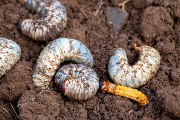 White chafer grub against the background of the soil. Larva of the May beetle. Agricultural pest