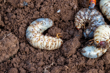 White chafer grub against the background of the soil. Larva of the May beetle. Agricultural pest