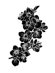 Cheery blossom branch black silhouette. March birth month flower. Sakura flower vector outline illustration isolated on transparent background