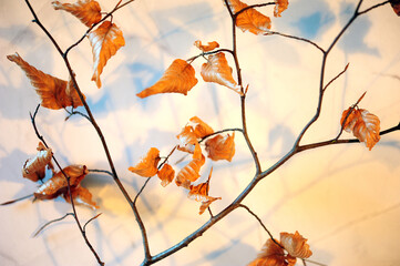 Faded Curled Leaves and Shadows