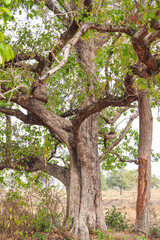 Ancient Tree with Strong Roots and Green Canopy