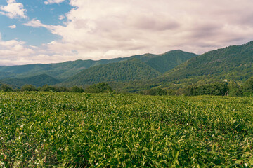 Tea leaves on the slopes of the mountains. Plantation, field on a clear sunny day, young tea leaves glisten in the light. Green background, tea blend, green and black tea, layout 